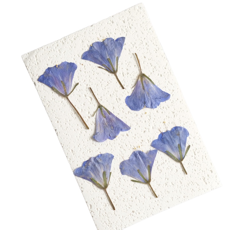 12pcs/3-5cm,nature Bluebell Em – Beauty Makeup Bridal recenzja i cena