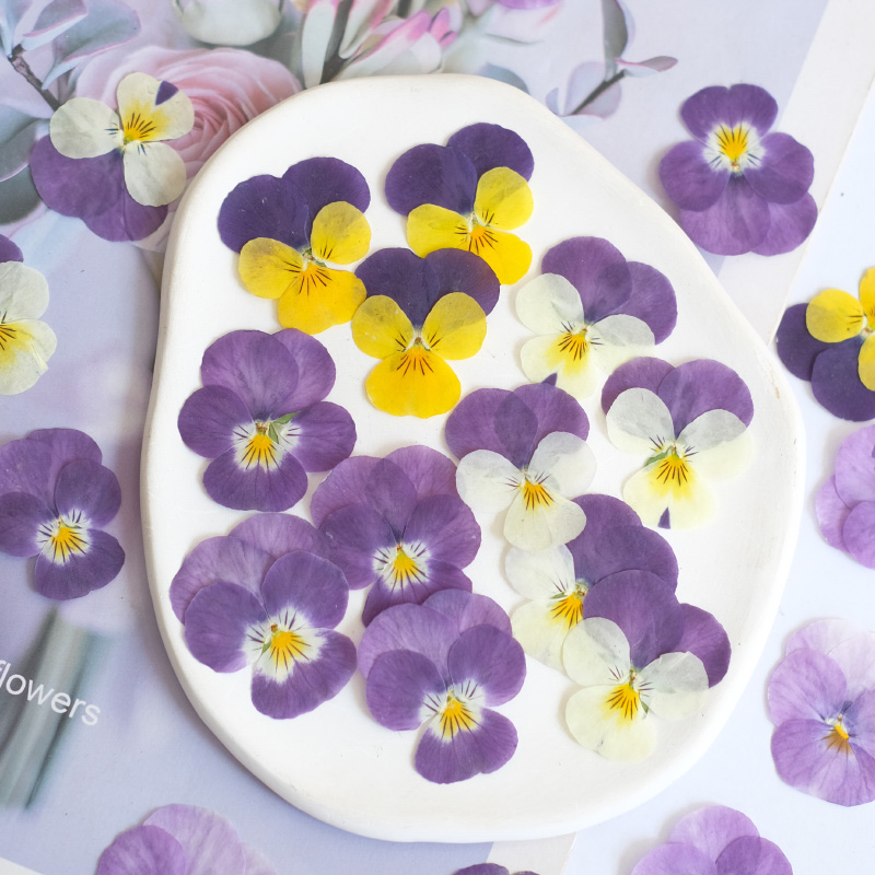 12pcs,nature Pansy Dried Flowe – Beauty Makeup Bridal recenzja i cena