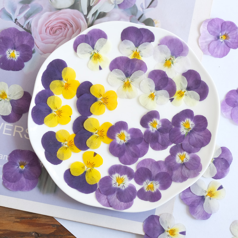 12pcs,nature Pansy Dried Flowe – Beauty Makeup Bridal recenzja i cena