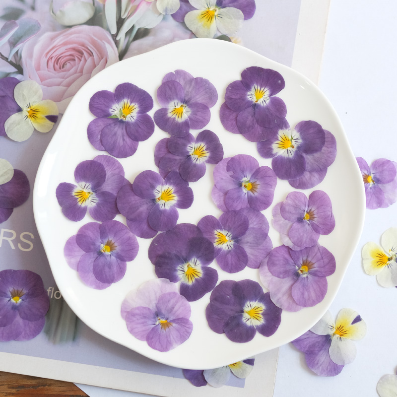 12pcs,nature Pansy Dried Flowe – Beauty Makeup Bridal recenzja i cena